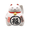 Chat costaud blanc